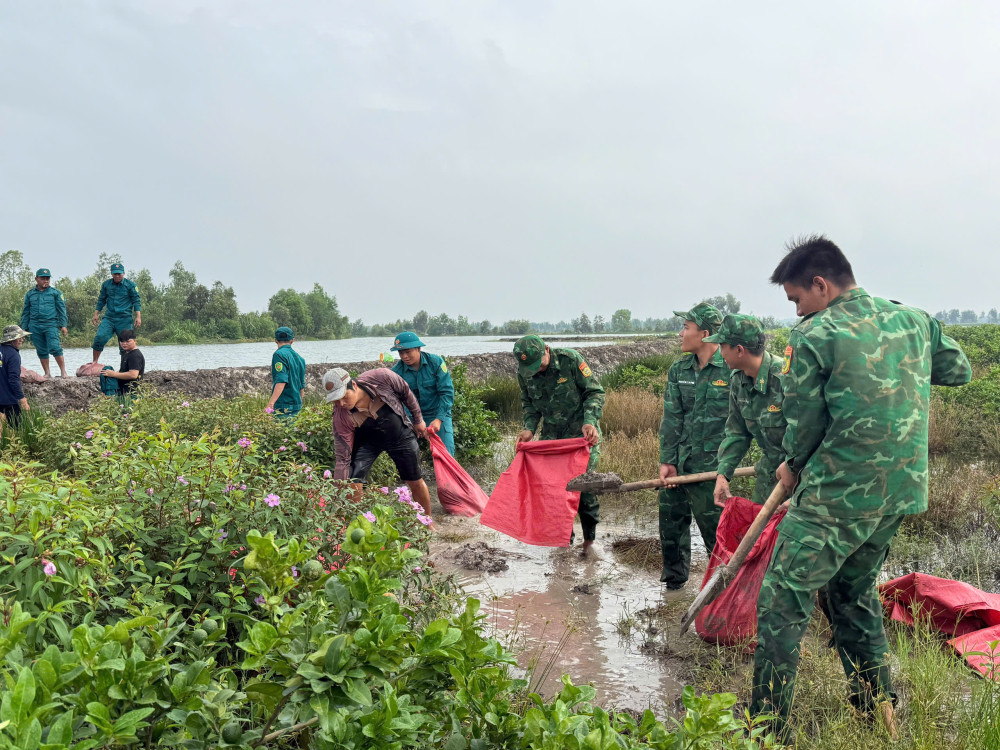 An Giang, Tây Ninh:  Bộ đội Biên phòng tích cực giúp dân thu hoạch hoa màu, gia cố bờ bao chống lũ